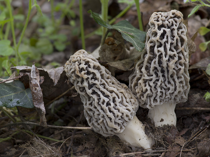 Morchella vulgaris